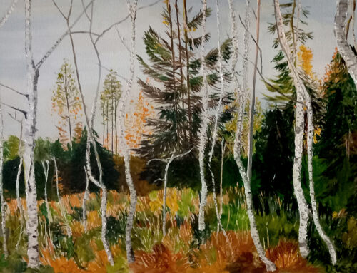 Birken vor dunklem Wald