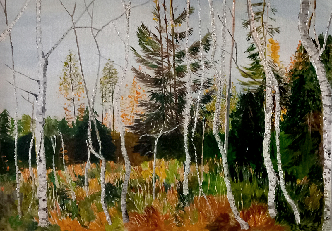 Birken vor dunklem Wald